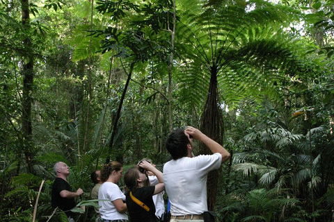 Atherton Tablelands Rain Forest By Night From Cairns - Accommodation in Bendigo 3