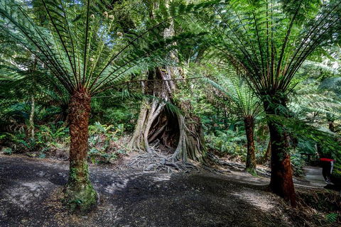 Adelaide To Melbourne 3-Day Trip Through Grampians And Great Ocean Road - Accommodation in Bendigo 0