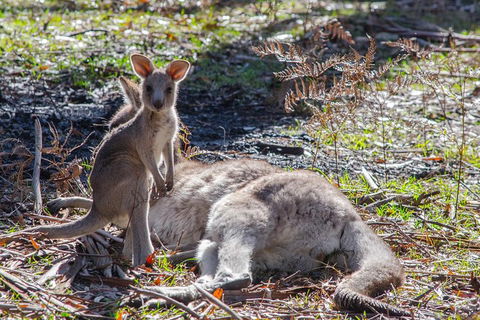 Adelaide To Melbourne 3-Day Trip Through Grampians And Great Ocean Road - Accommodation in Bendigo 5