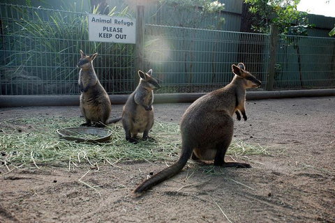 Kangaroos & Koala Encounter Experience (Half Day Private Tour) - Accommodation in Bendigo 2