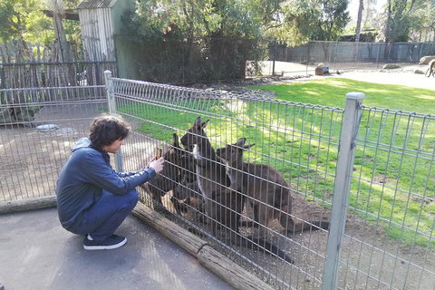 Kangaroos & Koala Encounter Experience (Half Day Private Tour) - Accommodation in Bendigo 4