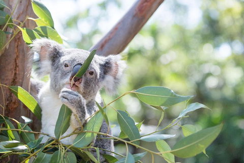 Kangaroos & Koala Encounter Experience (Half Day Private Tour) - Accommodation in Bendigo 5