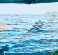 Cruise with Dolphins in Byron Bay - Accommodation in Bendigo