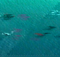 40-45 Minute Port Stephens and Stockton Beach Helicopter Flight - For 2 - Accommodation in Bendigo