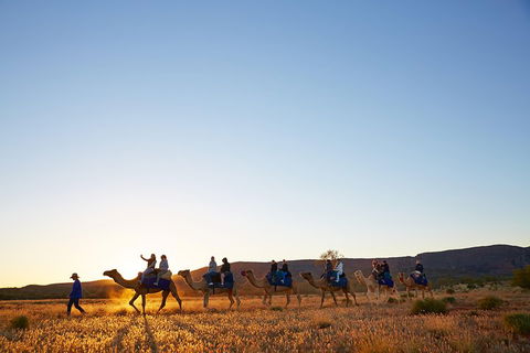 Alice Springs Camel Tour - Accommodation in Bendigo 1
