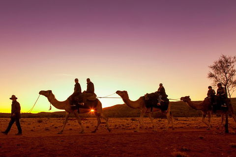 Alice Springs Camel Tour - Accommodation in Bendigo 4