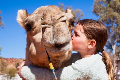 Alice Springs Camel Tour - Accommodation in Bendigo 5