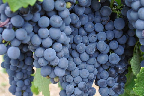 Adelaide Hills Day Tour. Winery Cellar Doors - Accommodation in Bendigo 3