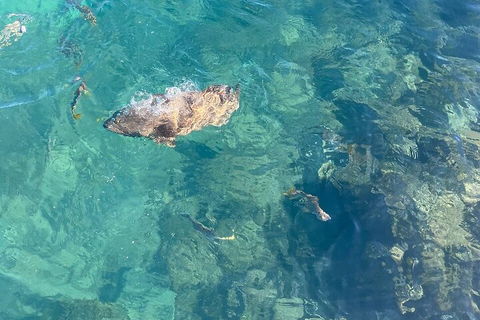 Aquascene Magnetic Island Discovery Tour - Accommodation in Bendigo 1