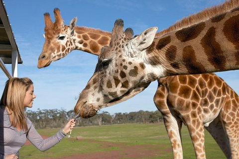 Melbourne City Card (2 Days): Visit Unlimited Attractions! - Accommodation in Bendigo 1