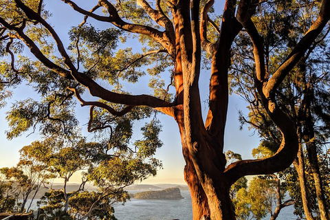 Manly & Sydney's Northern Beaches With 'Personalised Sydney Tours' - Accommodation in Bendigo 4