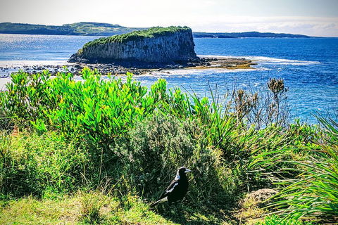 Erupting Blowholes And Ancient Rainforests With 'Personalised Sydney Tours' - Accommodation in Bendigo 3