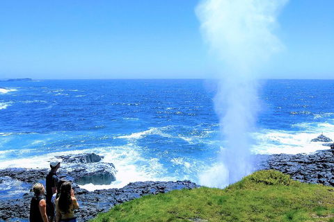 Erupting Blowholes And Ancient Rainforests With 'Personalised Sydney Tours' - Accommodation in Bendigo 5