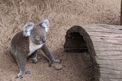 Australian Wildlife & Waterfalls Private Tour With 'Personalised Sydney Tours' - Accommodation in Bendigo 0