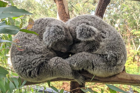 Australian Wildlife & Waterfalls Private Tour With 'Personalised Sydney Tours' - Accommodation in Bendigo 2