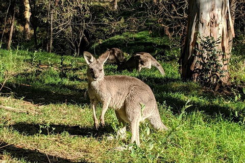 Australian Wildlife & Waterfalls Private Tour With 'Personalised Sydney Tours' - Accommodation in Bendigo 3
