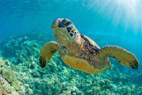All Inclusive Dolphin And Tangalooma Wrecks Cruise - Accommodation in Bendigo 3