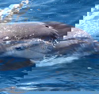 Jervis Bay Dolphin Watch Cruise - Accommodation in Bendigo