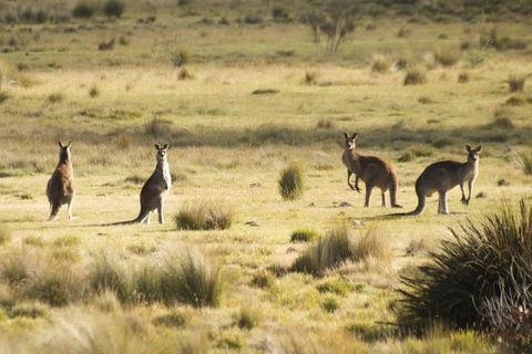 From The Mountains To The Bay - 4 Day Rediscovery Small Group Tour - Accommodation in Bendigo 4