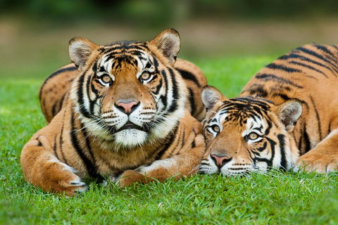The Ultimate Gold Coast Attractions Pass - Accommodation in Bendigo 2