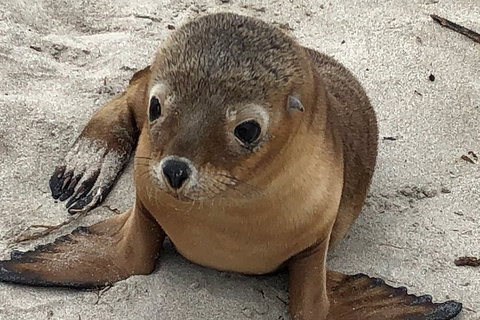 Kangaroo Island Scenic Trail Tour - Accommodation in Bendigo 0