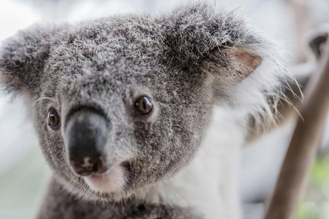 Ultimate Sydney Pass - Accommodation in Bendigo 2