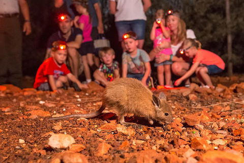 Alice Springs Desert Park Nocturnal Tour - Accommodation in Bendigo 1