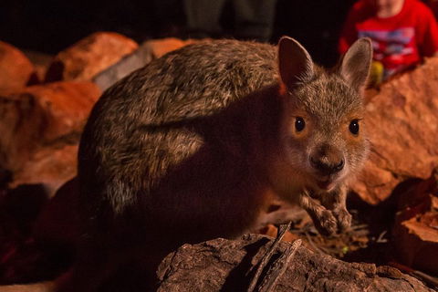 Alice Springs Desert Park Nocturnal Tour - Accommodation in Bendigo 3
