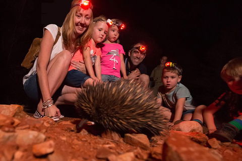 Alice Springs Desert Park Nocturnal Tour - Accommodation in Bendigo 5