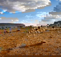 Mount Conner 4WD Small Group Tour from Ayers Rock including Dinner - Accommodation in Bendigo