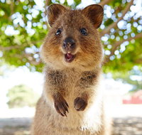 Discover Rottnest with Ferry  Bus Tour from Perth or Fremantle