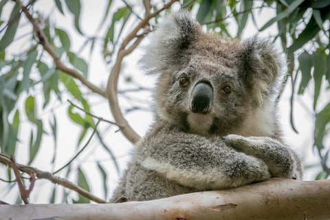 Great Ocean Road & Grampians National Park Tour - 3 Days, 2 Nights - Accommodation in Bendigo 2