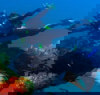 Scuba Dive the S.S. Yongala Wreck on the Great Barrier Reef. - Accommodation in Bendigo